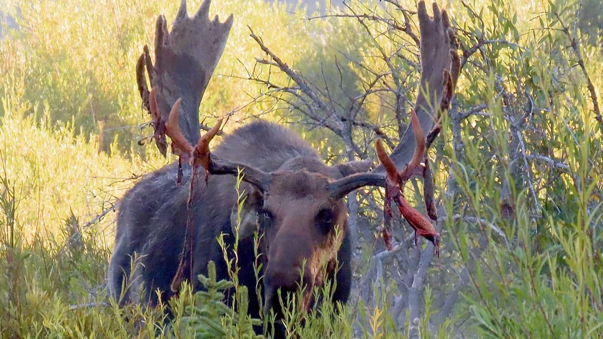 Hoback, King of the Tetons