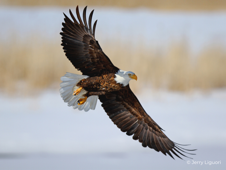 Birds of the Tetons NP